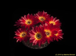 Sulcorebutia tarabucoensis HS125a 2171